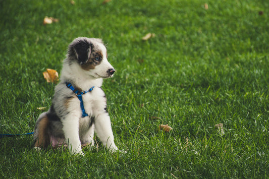 Tips Inför Valpträningen: En Guide för Nya Hundägare